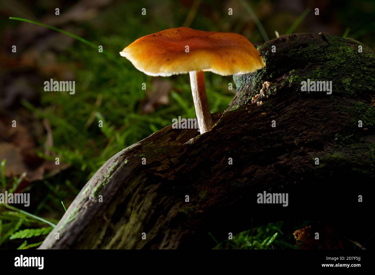 Sulphur Tuft mushroom growing on the rotting branch of a tree, illuminated by the last sunlight Stock Photo