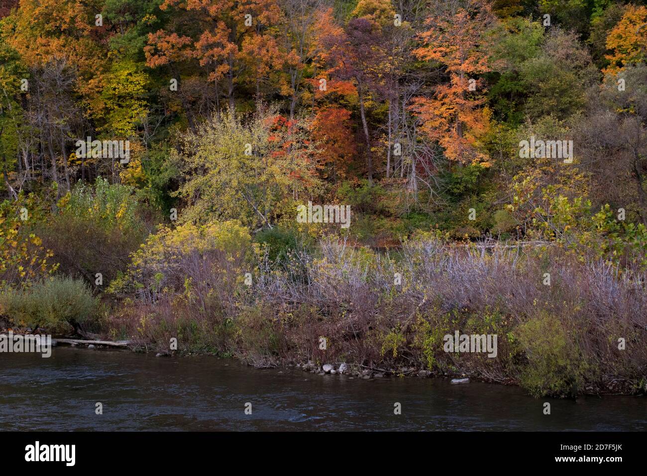 Colourful autumn leafs in Canada Stock Photo