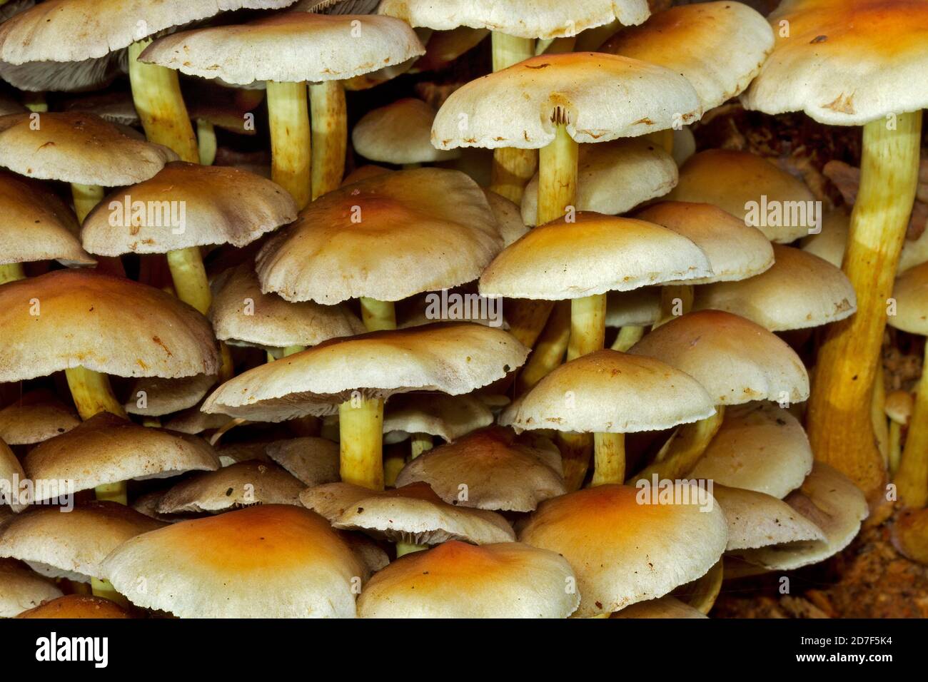 Close up of a clump of Sulphur Tuft toadstools, also known as Clustered Woodlover, a poisonous mushroom Stock Photo