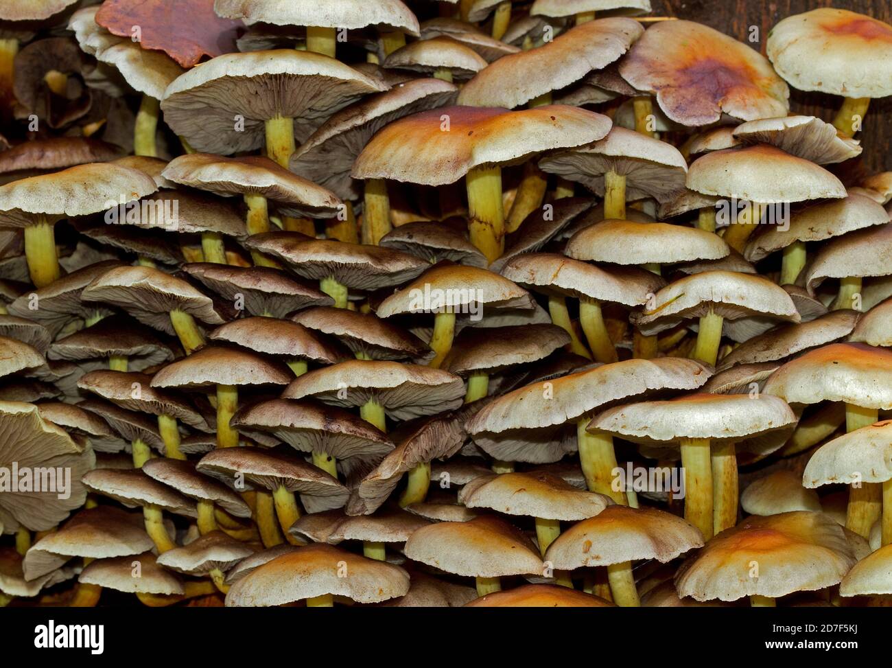 Close up of a clump of Sulphur Tuft toadstools, also known as Clustered Woodlover, a poisonous mushroom Stock Photo