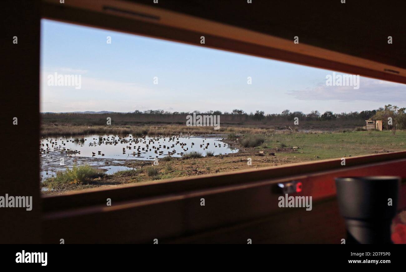view of waterbirds on pool from hide  S' Albufera National Park, Mallorca, Balearic Islands, Spain          October Stock Photo