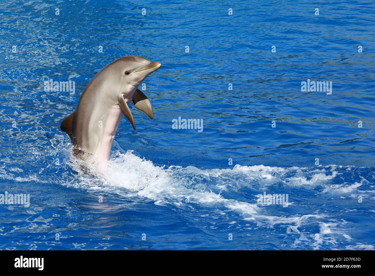 Dolphin exhibition in Aquarium Stock Photo