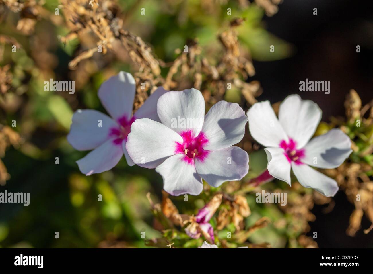 Macro top view of bright white and pink blooming flower blossoms with five petals, blooming in a sunny outdoor garden in late summer Stock Photo