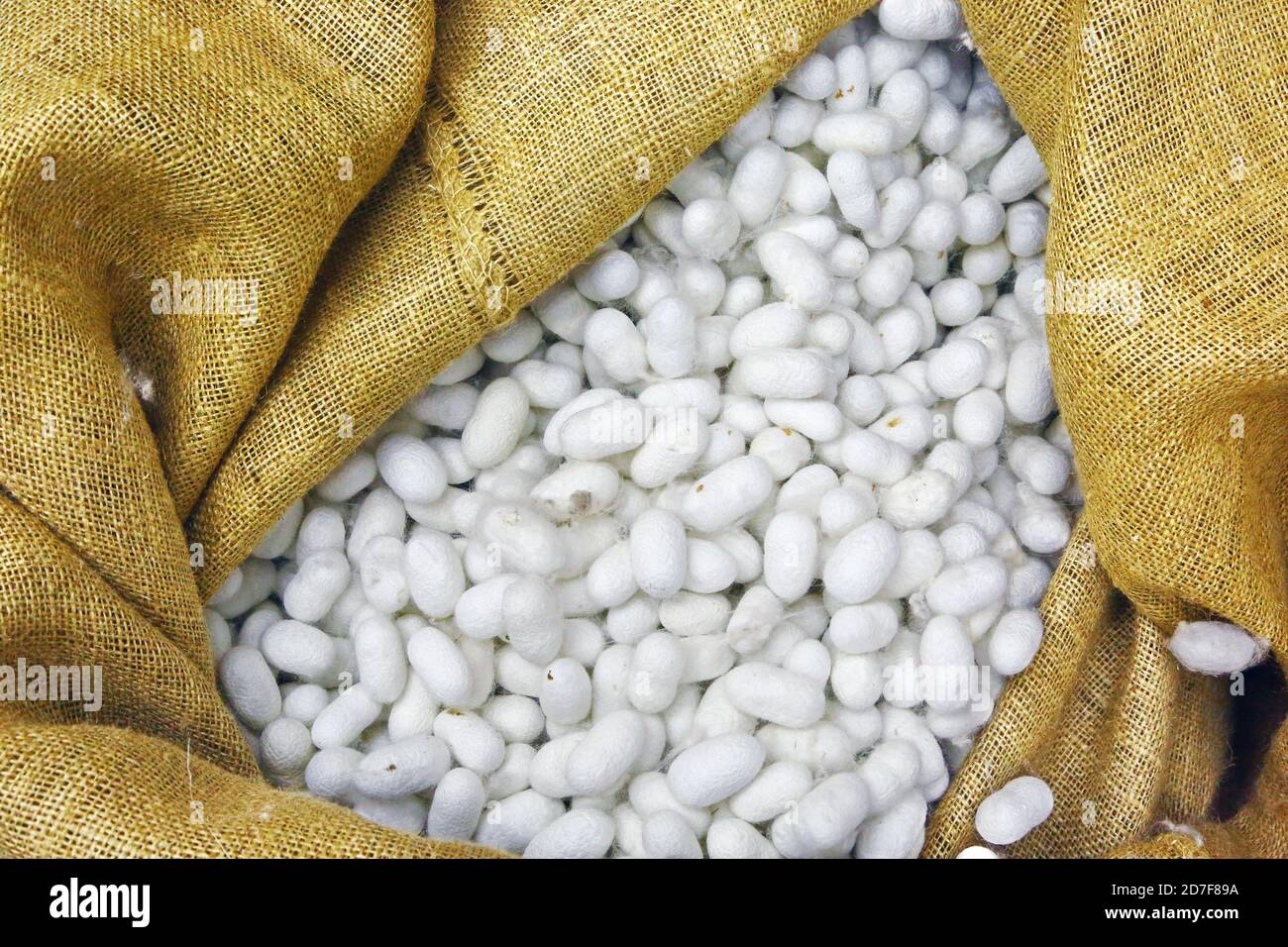 Silkworm cocoons in jute bag Stock Photo