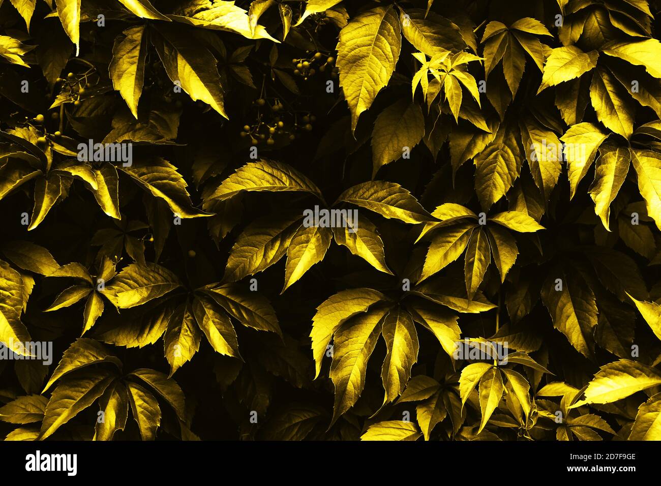 Creative layout made of yellow toned leaves of Vitaceae or grapevines. Flat lay. Nature background. Stock Photo