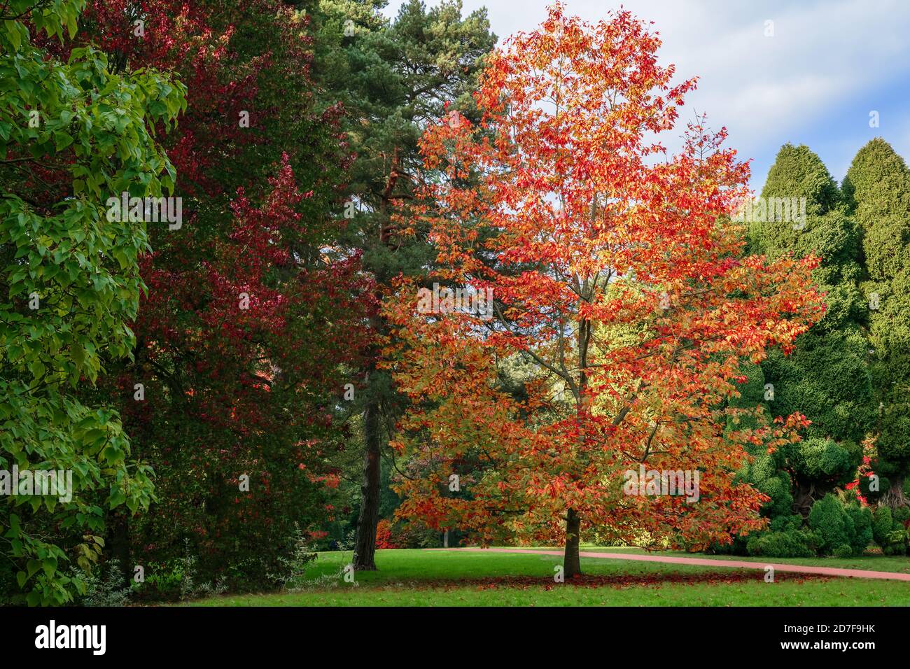 Ruddy Luscious autumn orange & bright, a walk in the park enjoying a change of tempo Stock Photo
