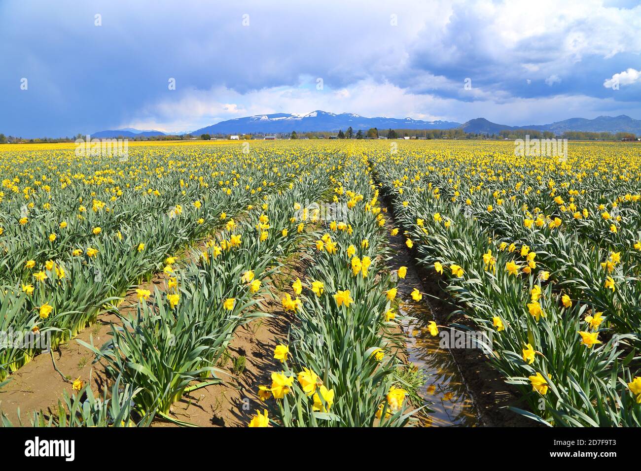Yellow Daffodil Fields in Skagit Valley, WashingtonUSA Stock Photo Alamy