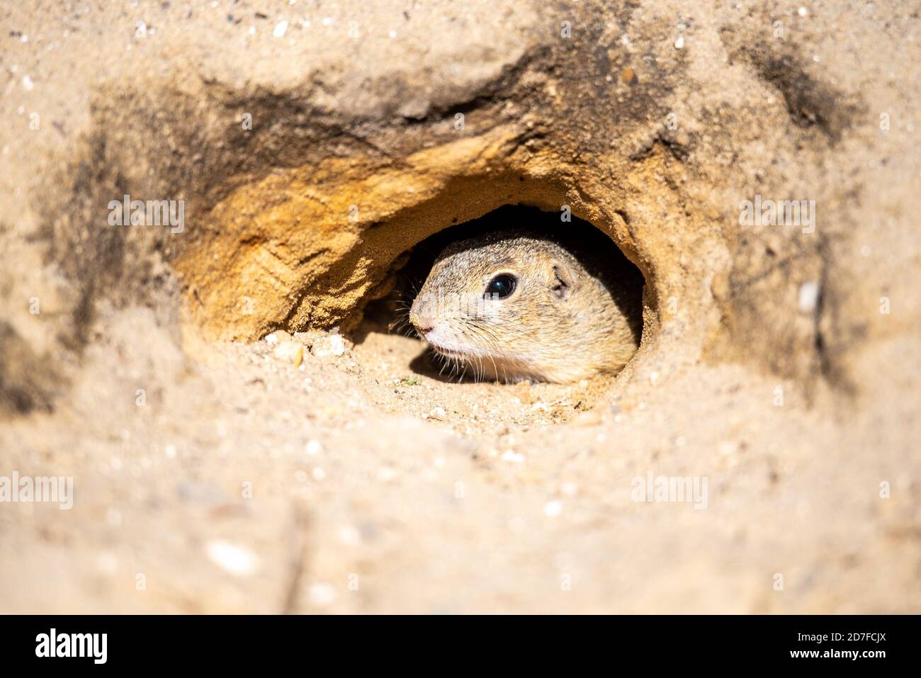 European ground squirrel, Spermophilus citellus, aka European souslik. Small rodent hidden in the burrow. Stock Photo