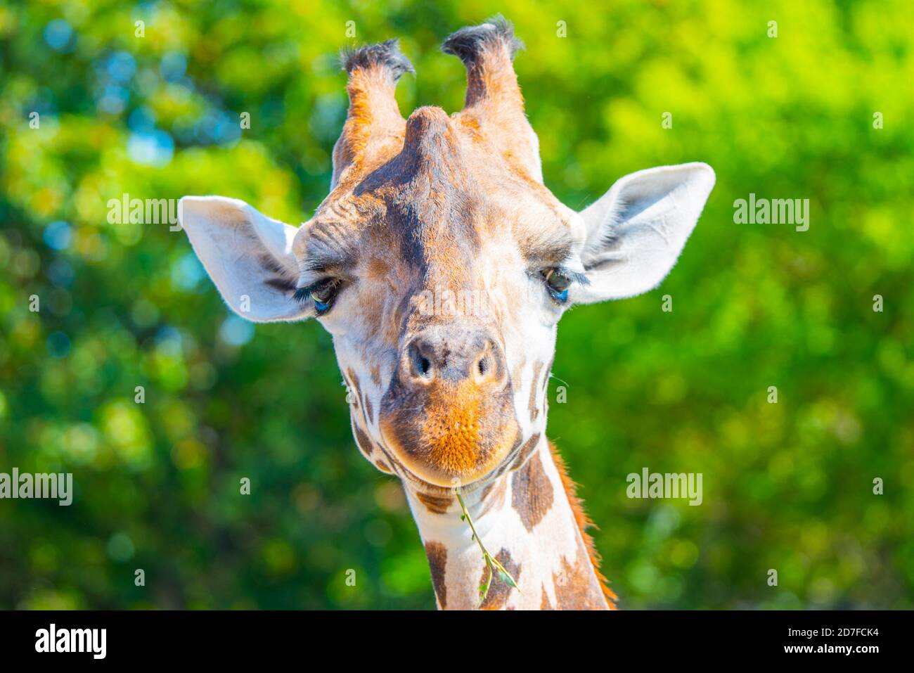 Giraffe head close-up. Deatiled view of african wildlife. Stock Photo