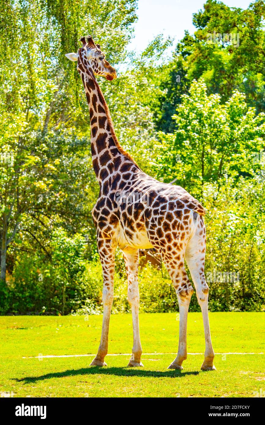 Giraffe standing in the greenery. African wildlife. Stock Photo
