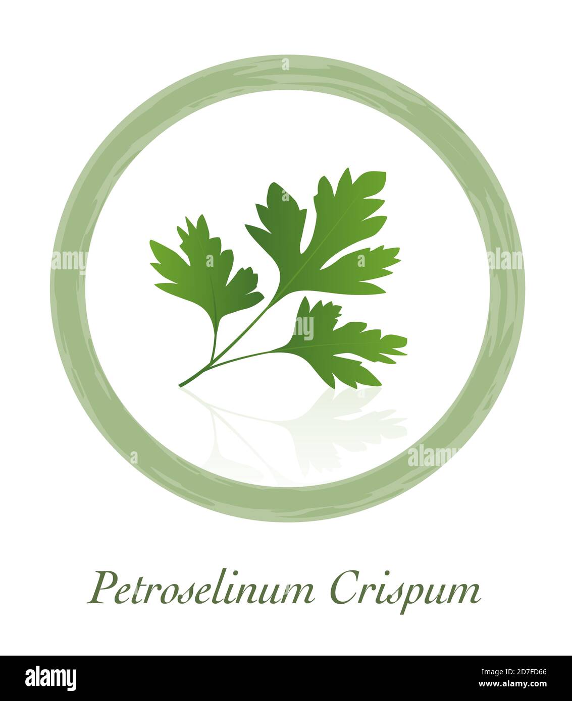 Parsley - Petroselinum Crispum - culinary herb logo - illustration on white background. Stock Photo