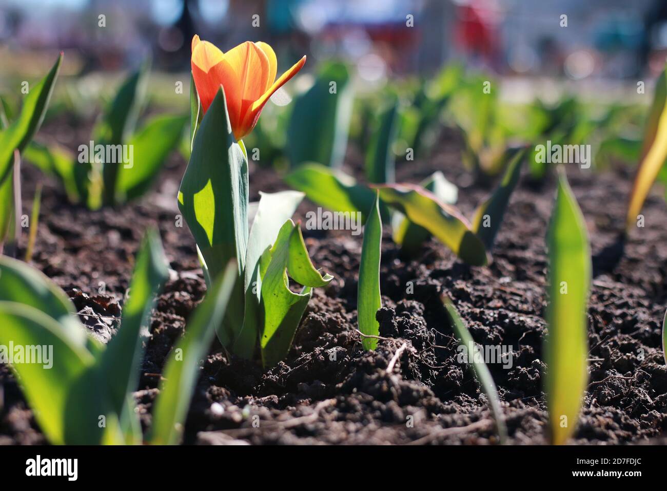 Springtime Objects various objects of the spring season in the best of this wonderful ...