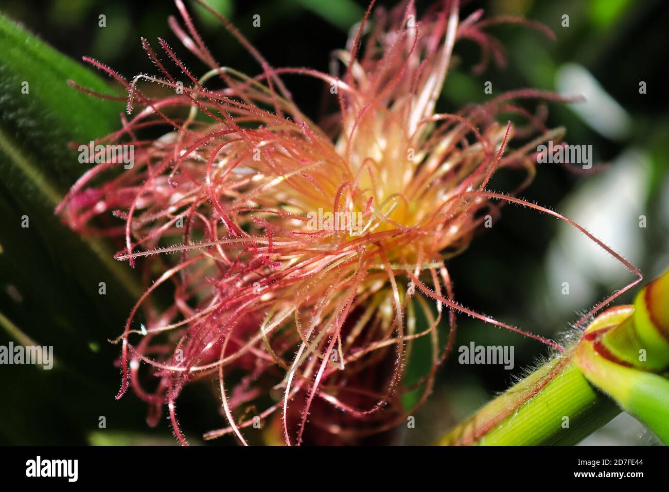 A closeup top view of corn silk Stock Photo