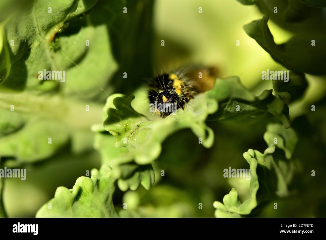 The head of a abbage caterpillar on a green eaten cabbage leaf Stock ...