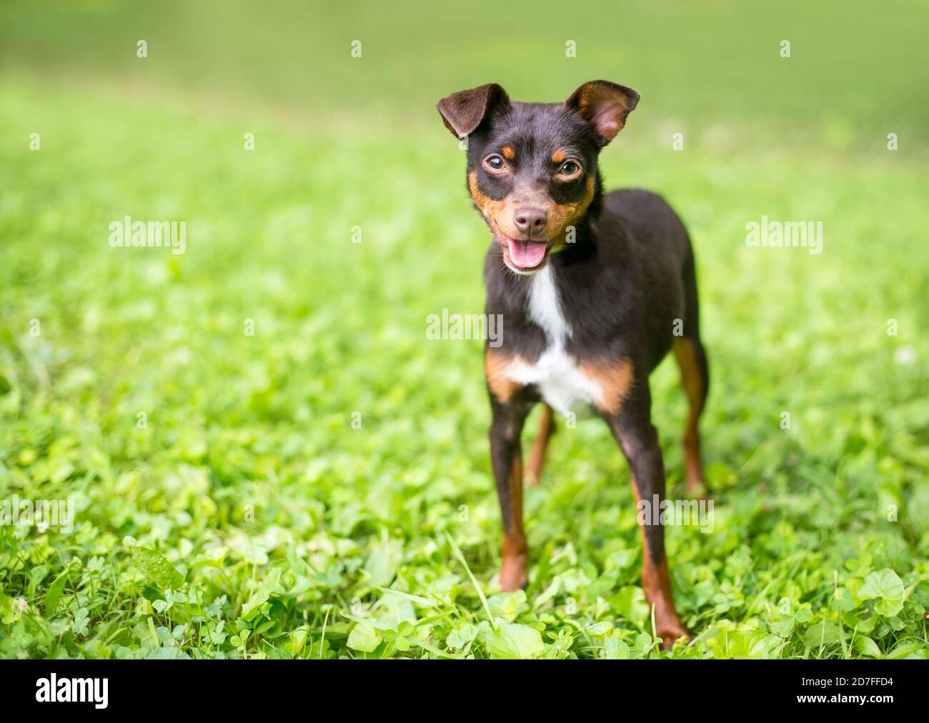 Minpin + Chihuahua = PinChi : r/minpin