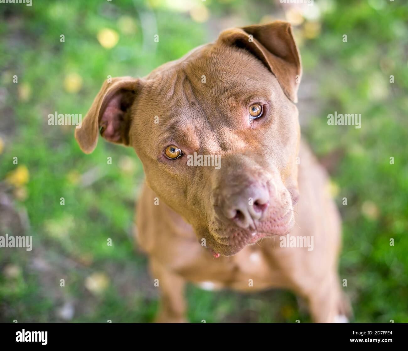 A brown Mastiff mixed breed dog looking up at the camera with a head tilt Stock Photo
