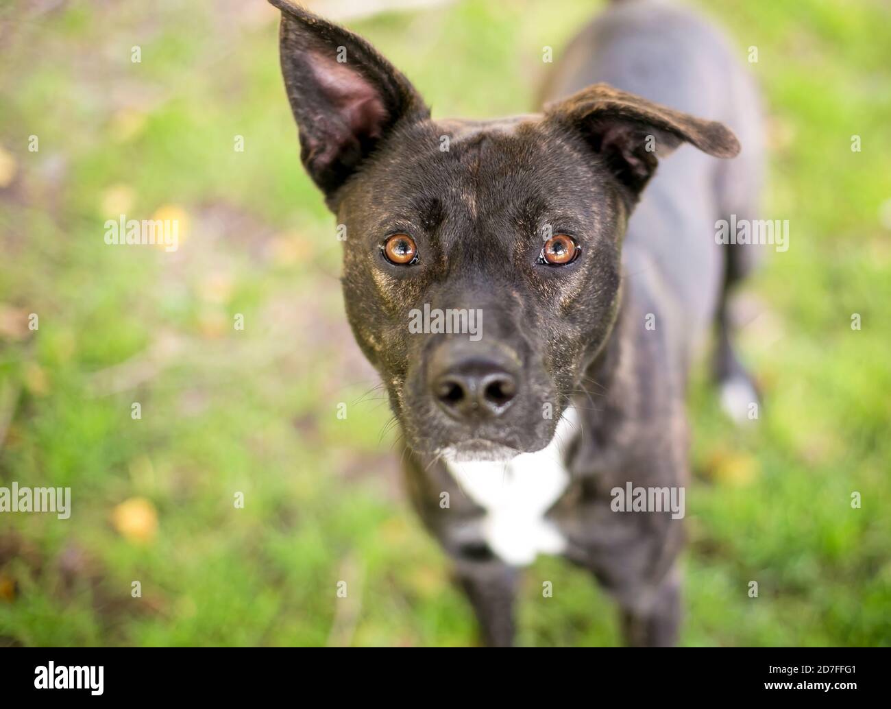 A brindle and white Terrier mixed breed dog with one ear sticking up
