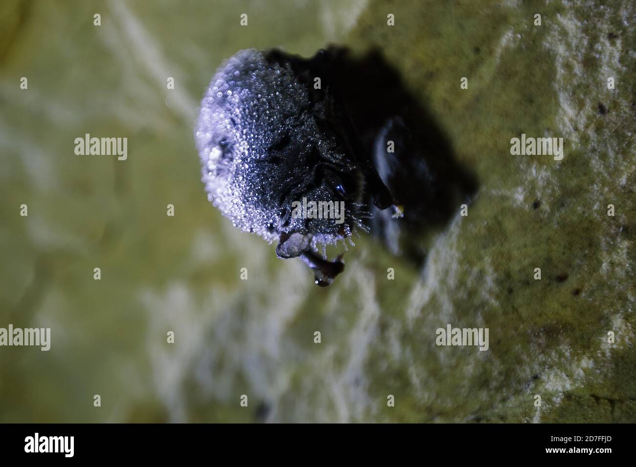 Sleeping hanging bat in cave covered with dew Stock Photo