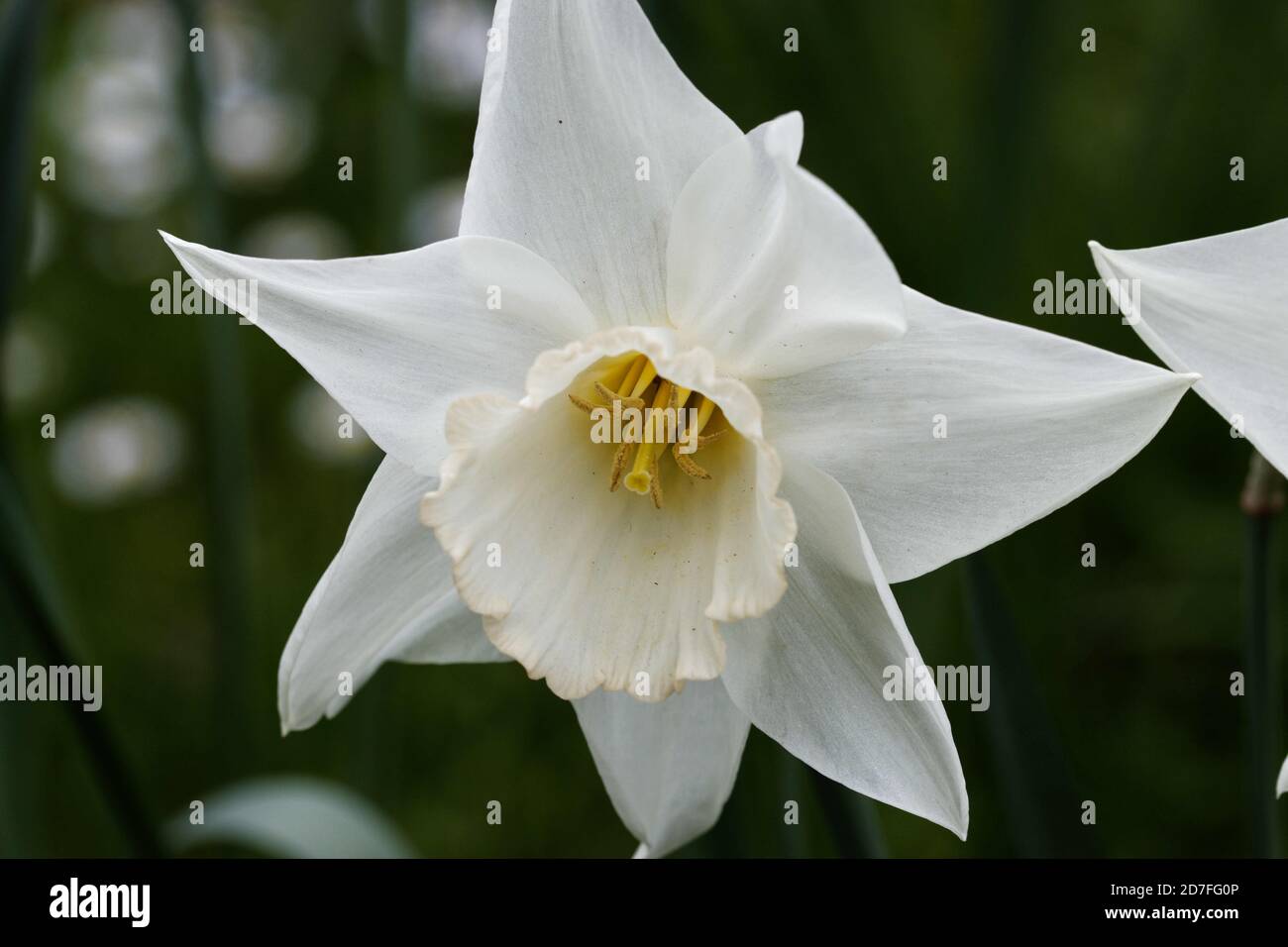 Narcissus is a genus of predominantly spring flowering perennial plants. Various common names include daffodil, narcissus and jonquil. Stock Photo