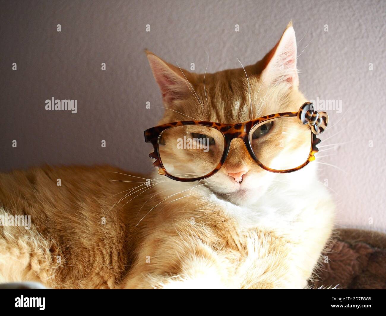 Mika the orange tabby with glasses Stock Photo