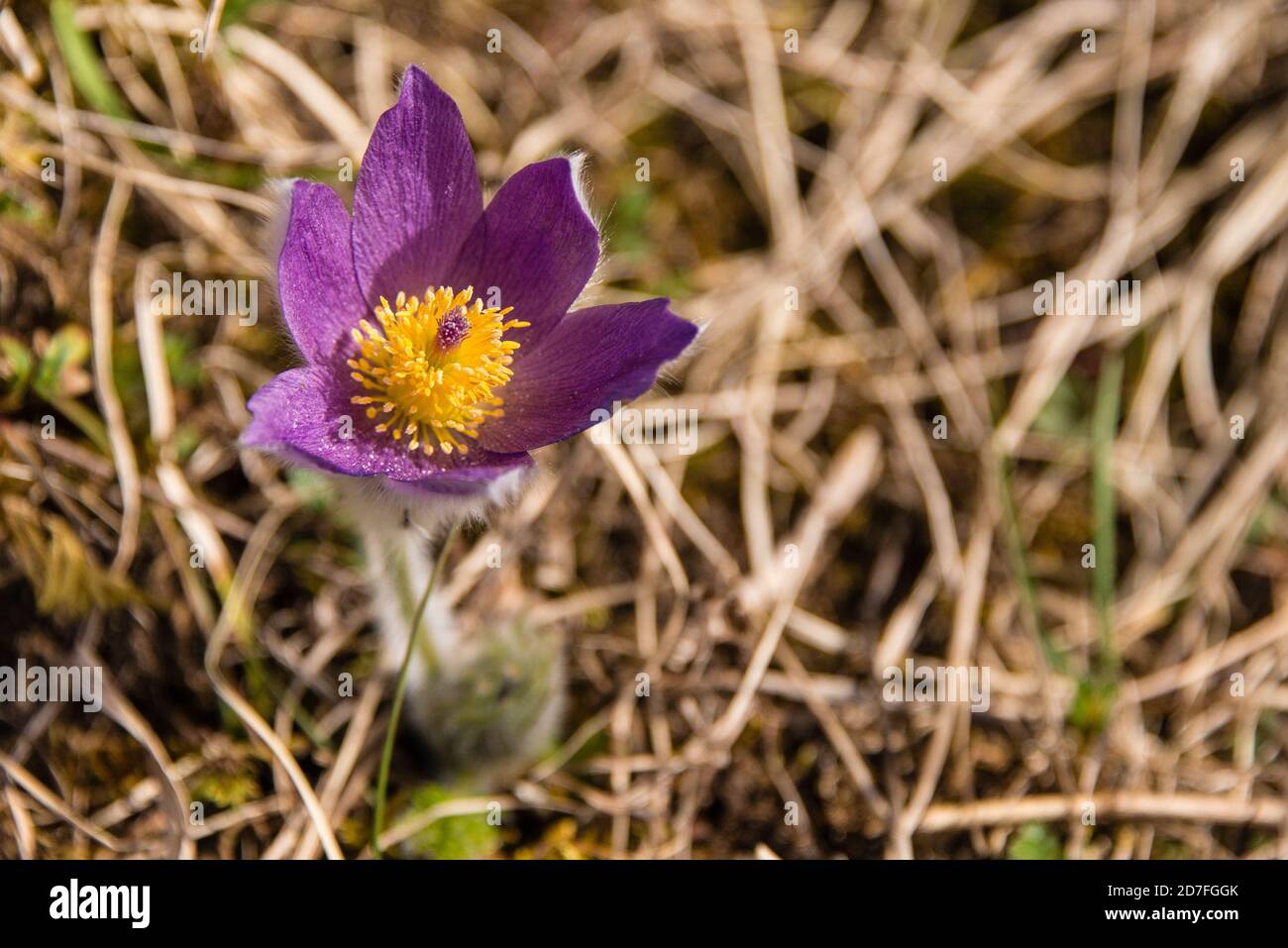 Fruhbluhern hires stock photography and images Alamy