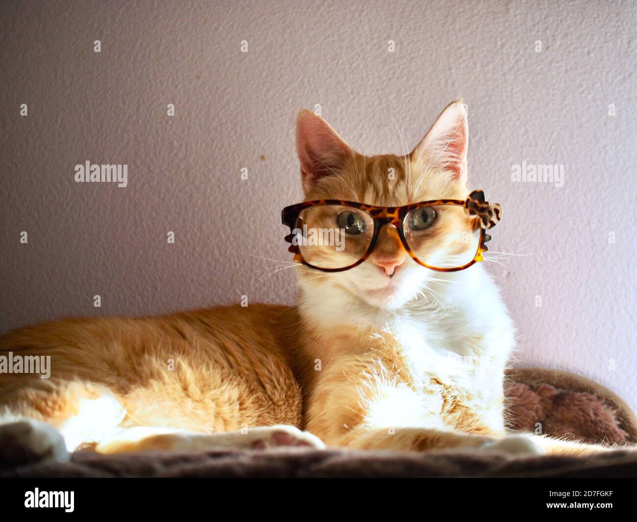 Mika the orange tabby with glasses Stock Photo