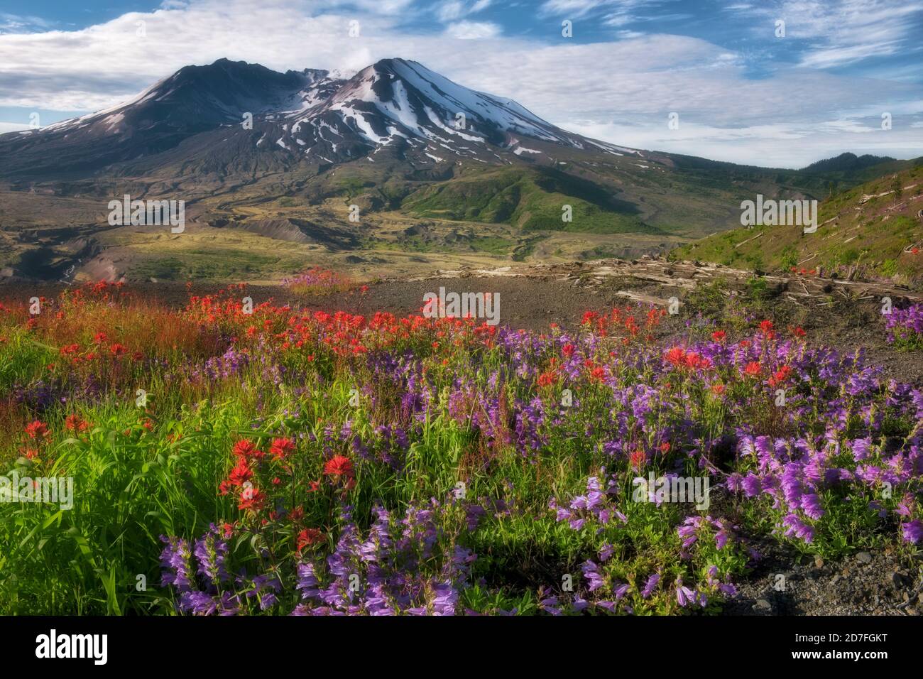 Morning gas emission out of Mt St Helens with red Indian Paintbrush and purple penstemon blooming along Johnston Ridge in Washington’s Mount St Helens Stock Photo