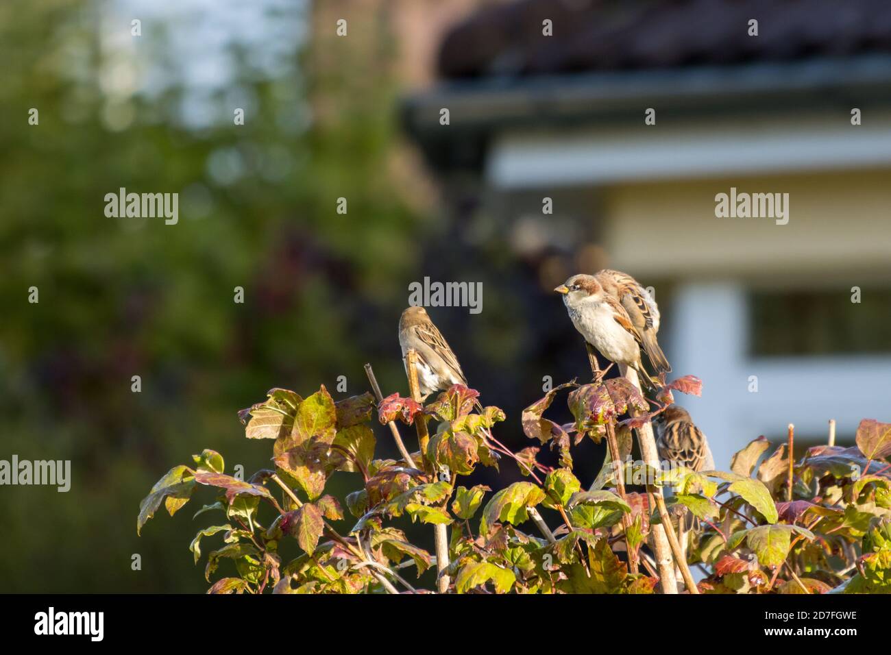a group of small sparrows sits on the tips of a shrub Stock Photo