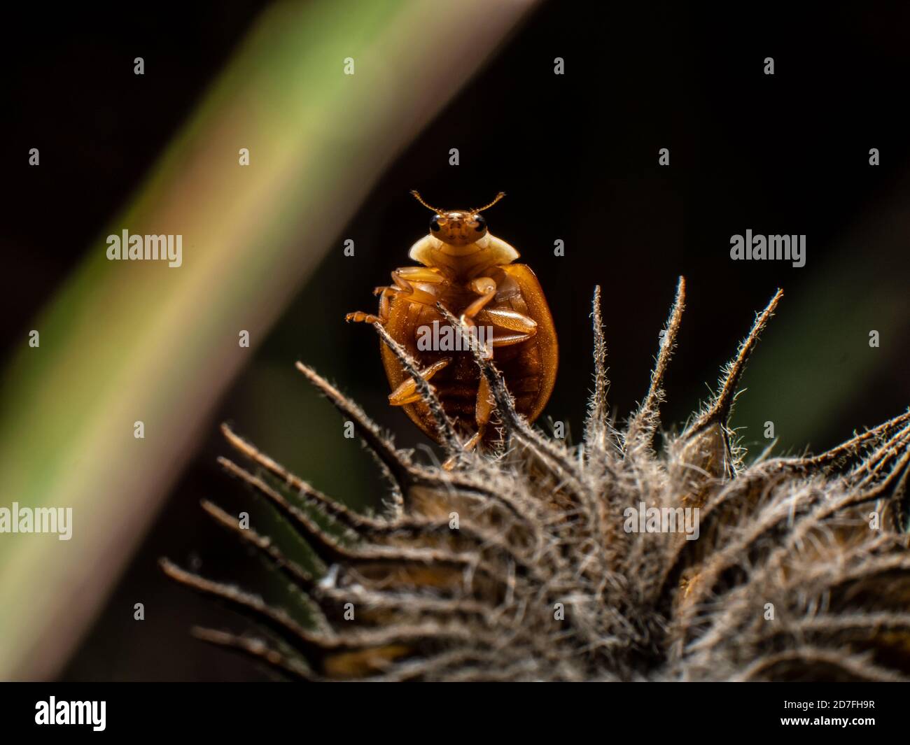 Greater ladybeetles on plant close Stock Photo