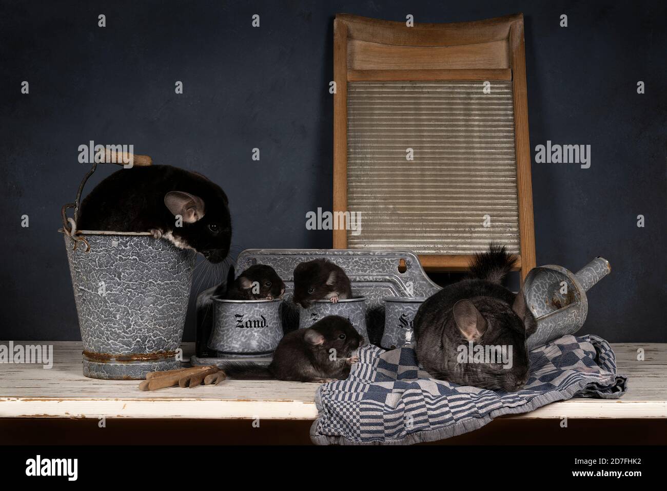 Family of grey black chinchillas with babies in a still life setting with old fashioned domestic kitchen tools Stock Photo