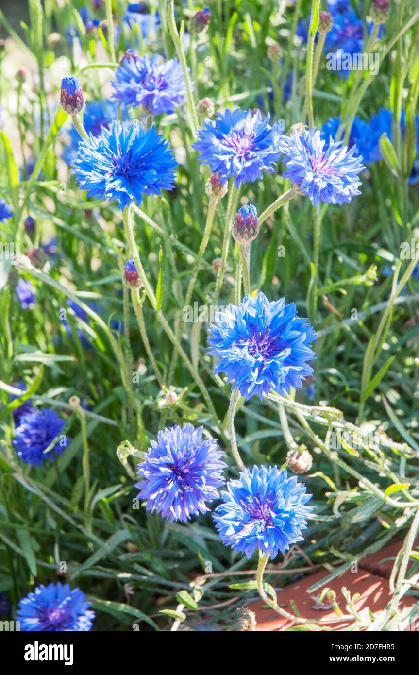 Close up of Centaurea cyanus Blue Ball  A Cornflower that is a summer flowering hardy annual of the asteraceae family Stock Photo