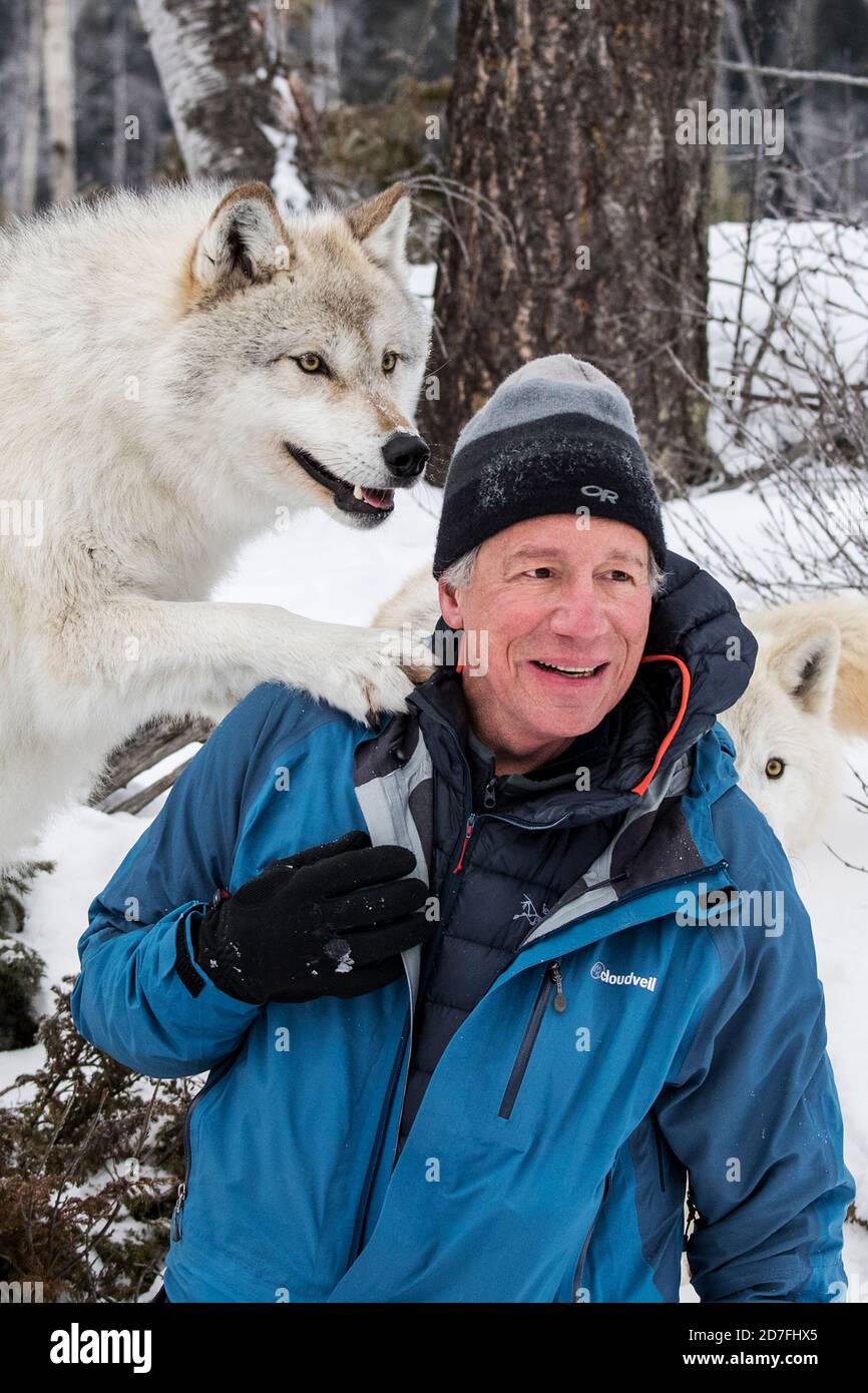 Photographer H. Mark Weidman with Gray Wolves; Canus Lupus; British Columbia; Canada Stock Photo