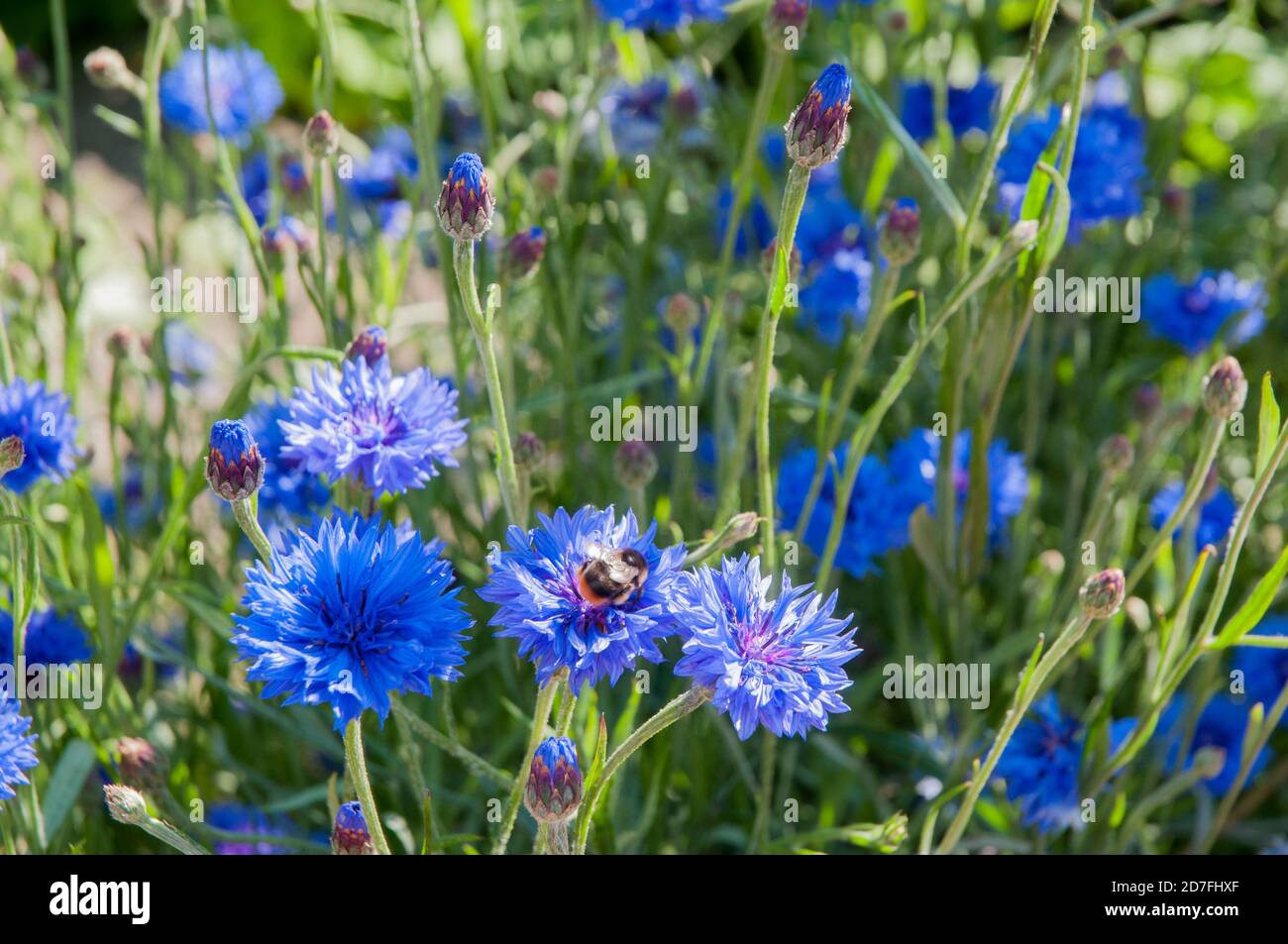 Close up of Centaurea cyanus Blue Ball  A Cornflower that is a summer flowering hardy annual of the asteraceae family Stock Photo