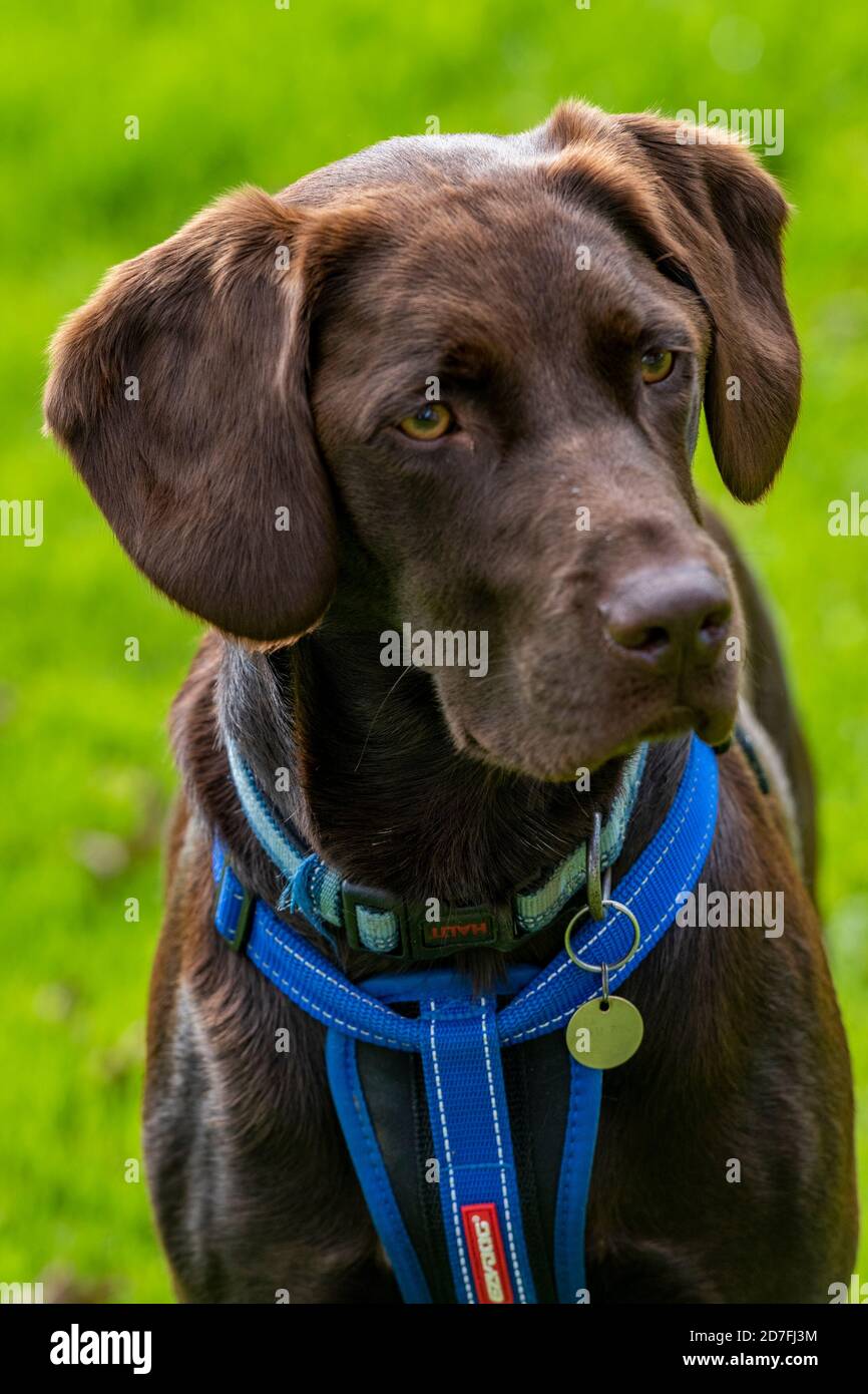 Labrador springer spaniel cross dog hires stock photography and images Alamy