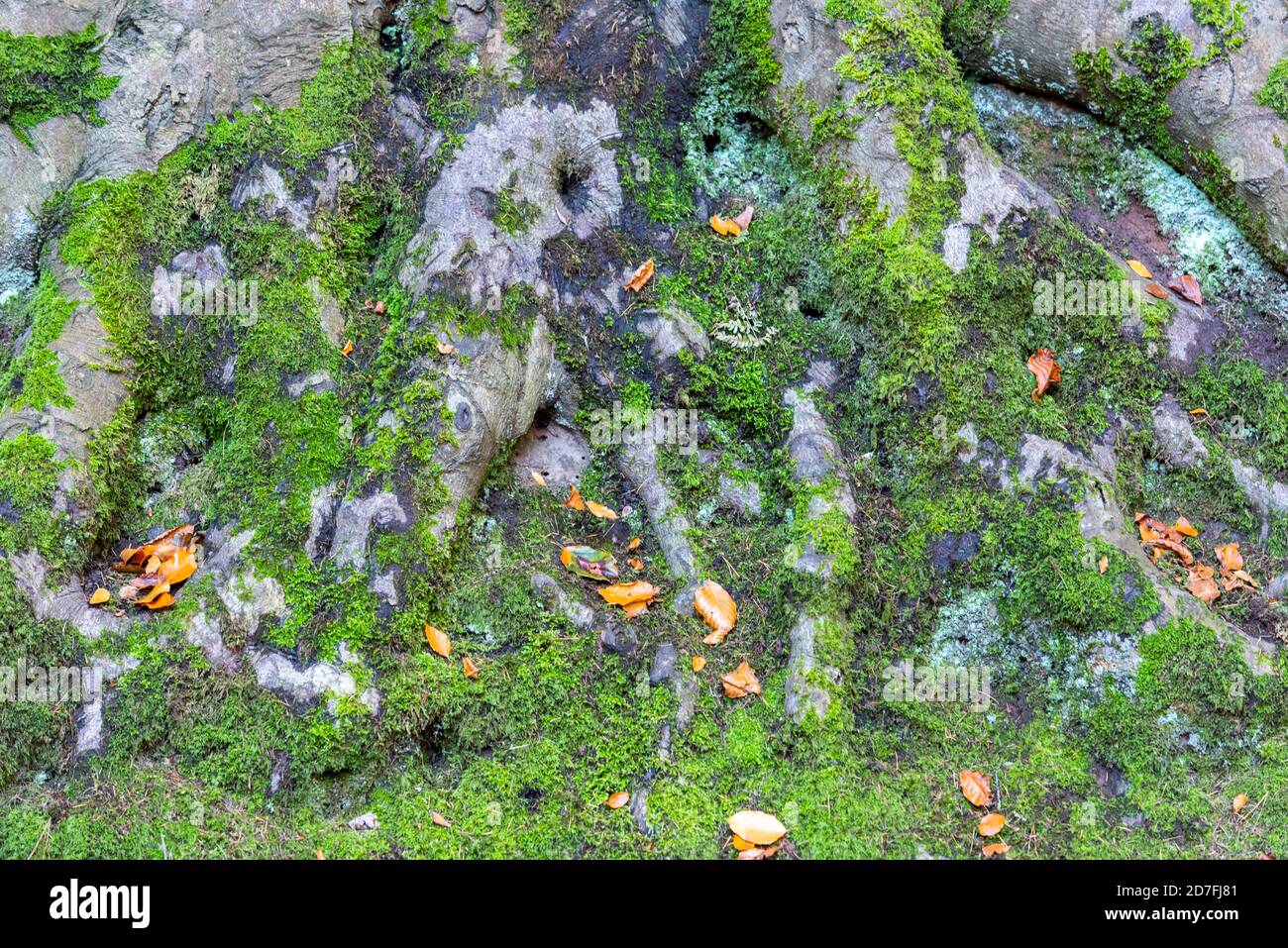 mossy covered tree roots on the forest floor during leaf fall and the autumn season. Stock Photo