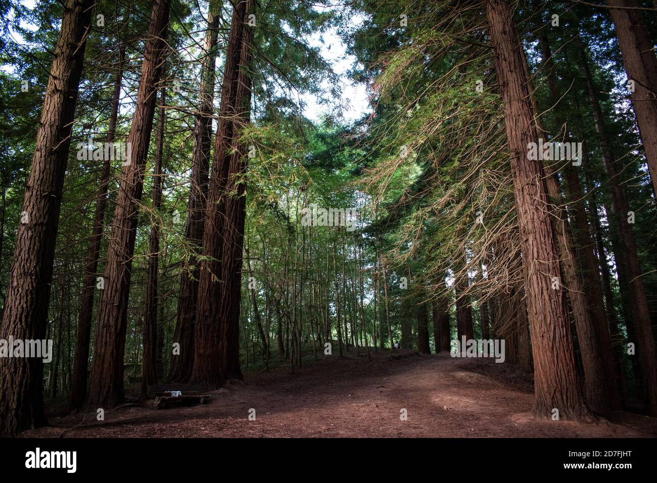 Cantabria spain sequoia hires stock photography and images Alamy