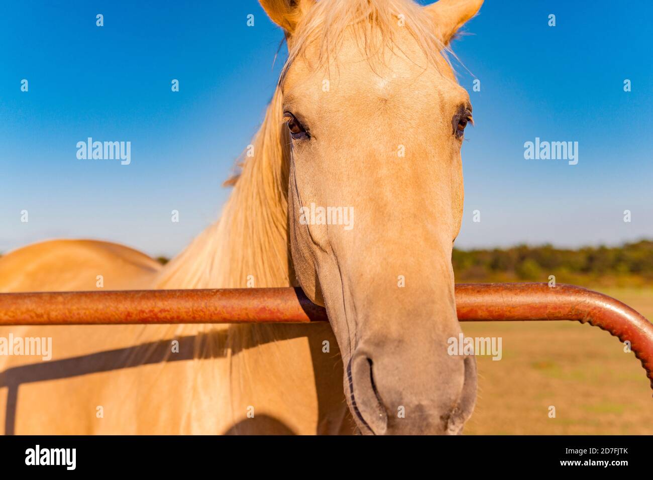 Beautiful Portrait Of Palomino Golden Horse Close Up Stock Photo Alamy
