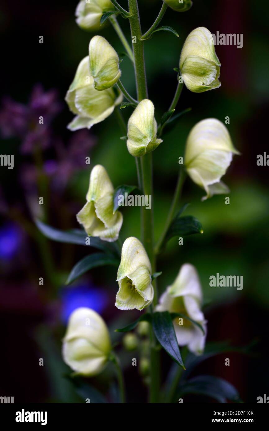 Aconitum lycoctonum syn septentrionale Ivorine,white flowers,flower,northern wolfsbane,monks hood,monkshood,poisonous,RM Floral Stock Photo