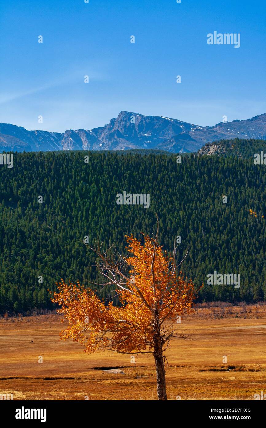Beautiful fall colors in Rocky Mountain National Park! Stock Photo