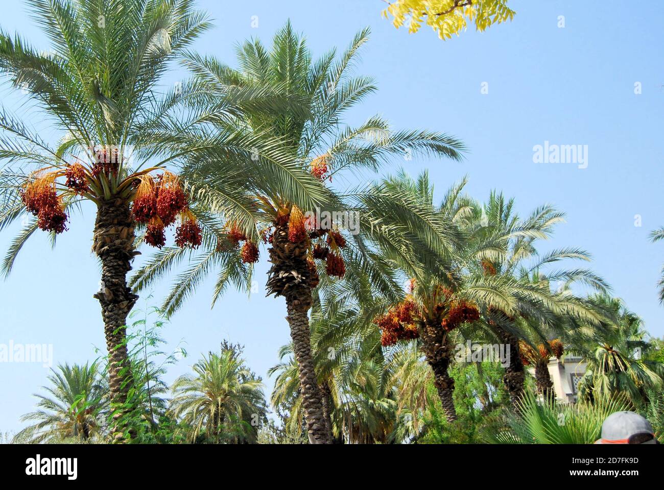 Date Palm Trees in Israel Stock Photo Alamy
