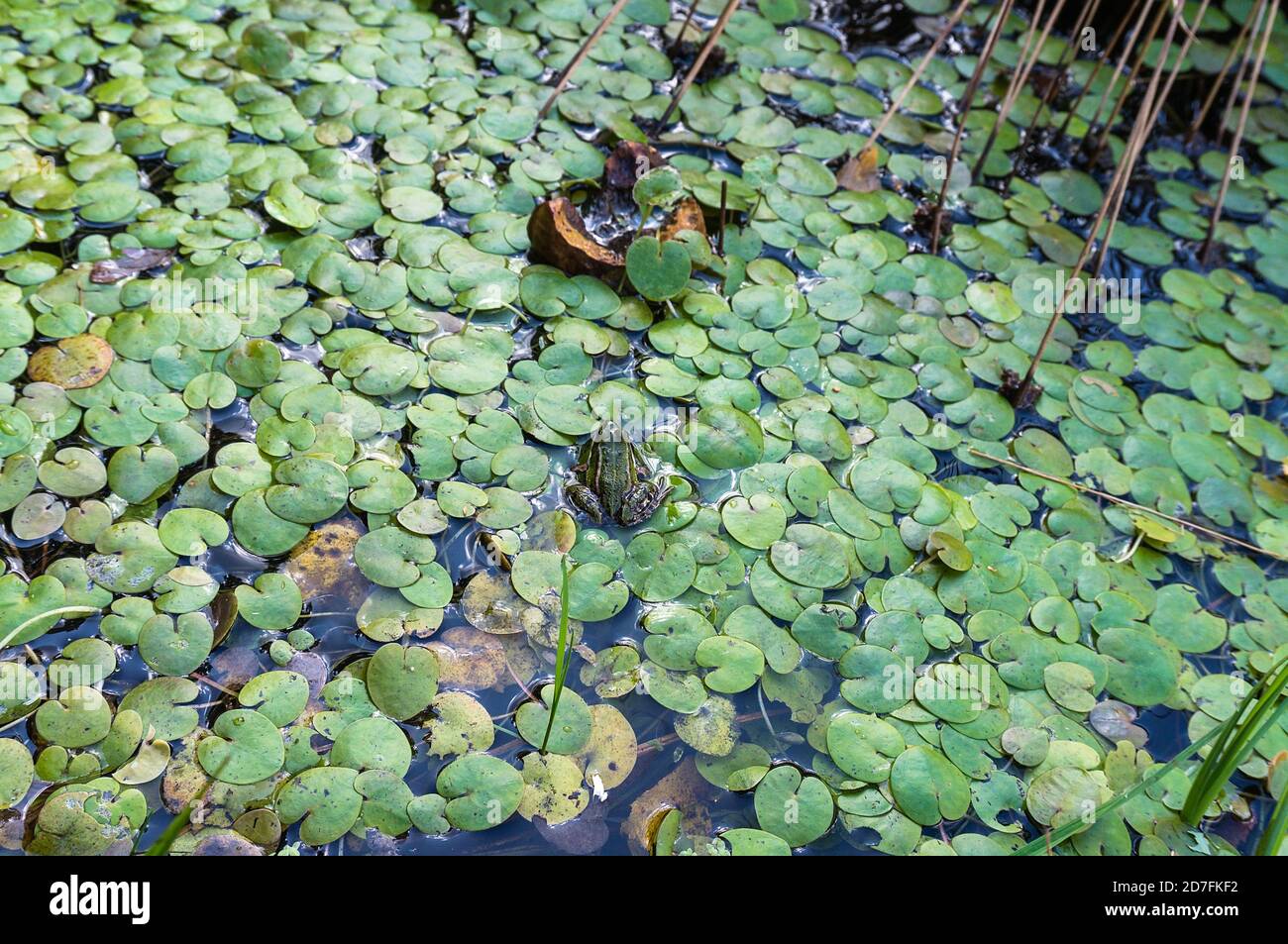 frog in duckweed, duckweed plant on water, covered with green lemna