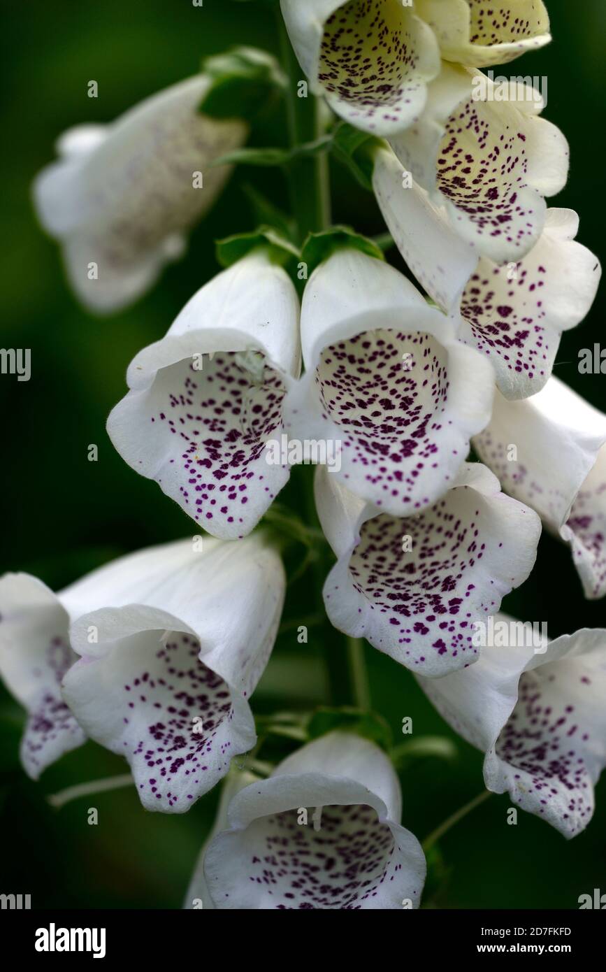 Digitalis dalmatian white f1 hybrid hires stock photography and images