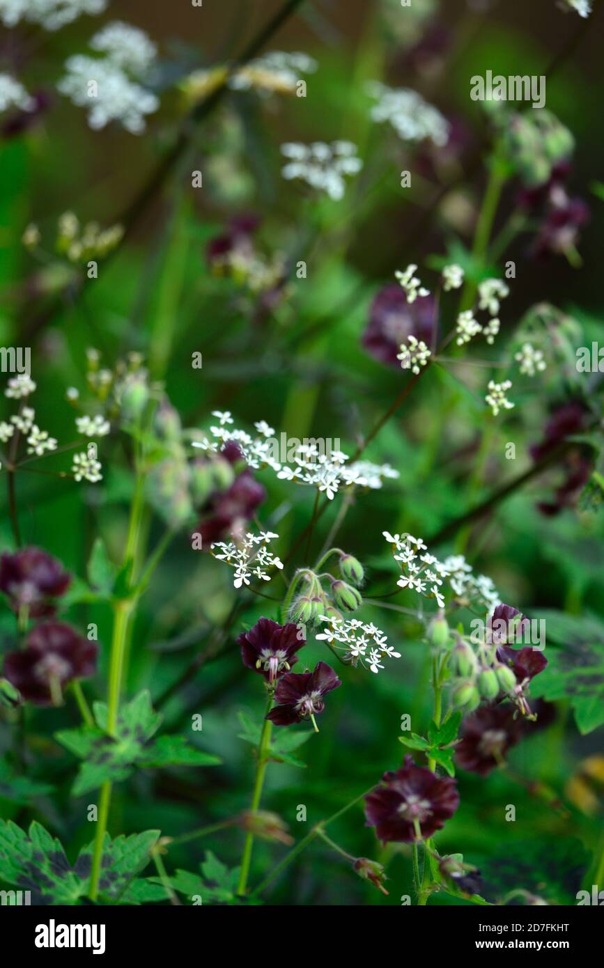 geranium phaeum samobor,black flowers,flower,Dusky Cranesbill,Mourning Widow,Black Widow,flowering,RM Floral Stock Photo