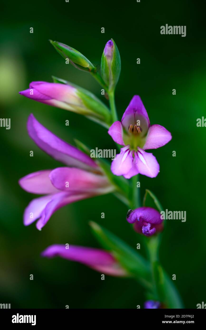 Gladiolus communis subspecies byzantinus,pink gladioli flowers,pink gladiolus flowers,flowering,wildflower,RM Floral Stock Photo