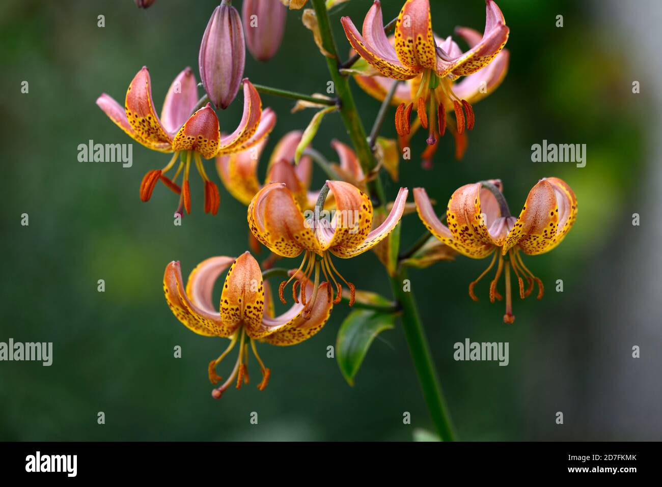 Lilium Martagon Bronze Medallion, lily, lillies, orange yellow, flower, flowers ,perennial, summer ,shade, shady, turks cap ,RM Floral Stock Photo