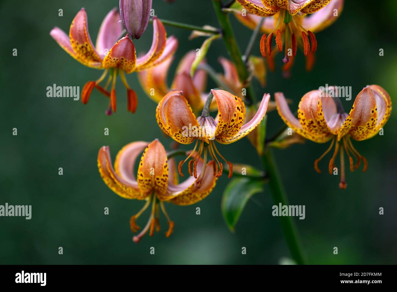 Lilium Martagon Bronze Medallion, lily, lillies, orange yellow, flower, flowers ,perennial, summer ,shade, shady, turks cap ,RM Floral Stock Photo