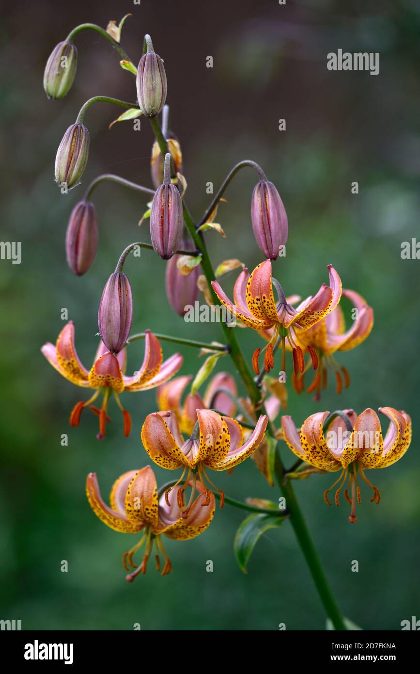 Lilium Martagon Bronze Medallion, lily, lillies, orange yellow, flower, flowers ,perennial, summer ,shade, shady, turks cap ,RM Floral Stock Photo