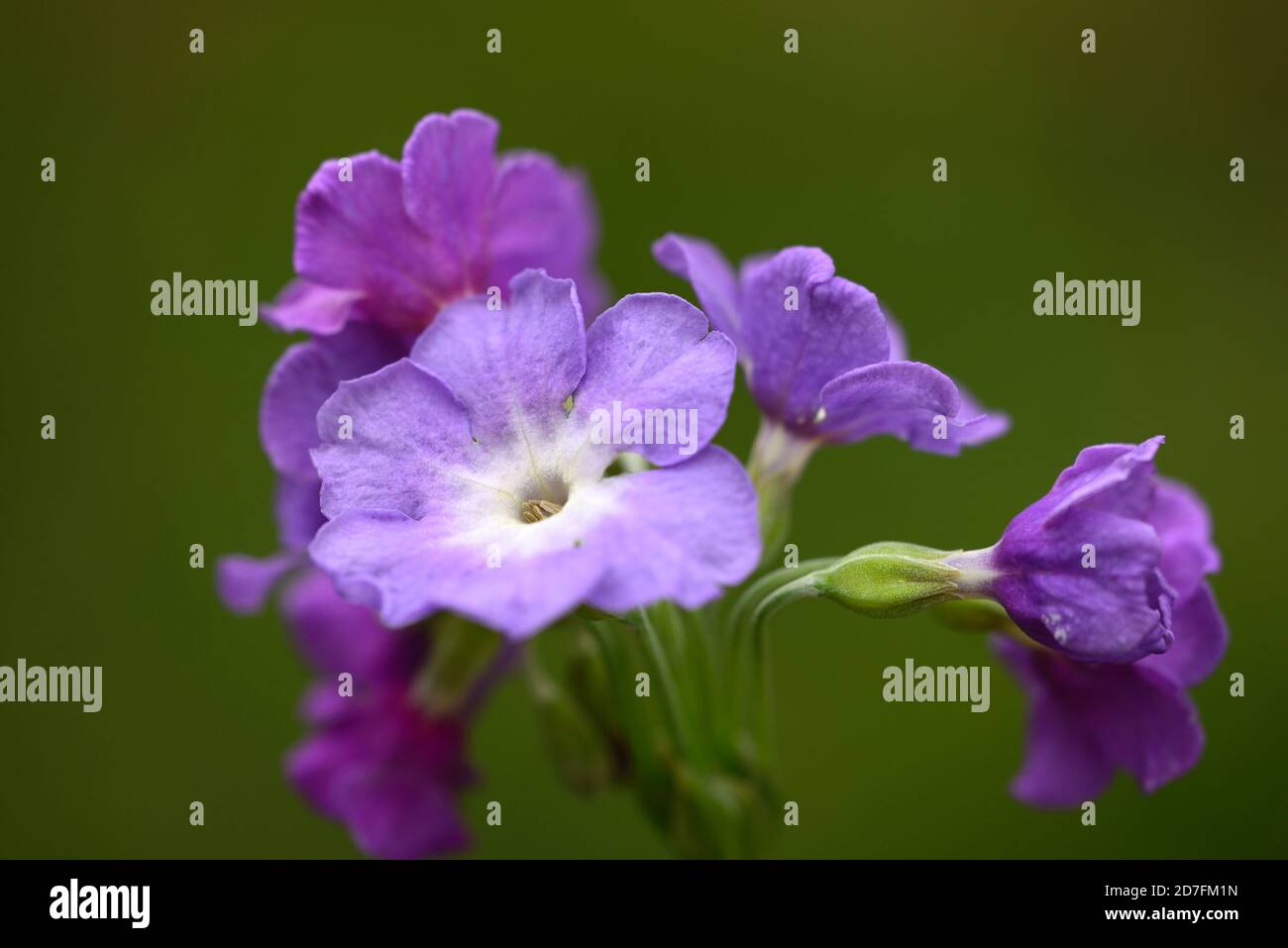 Purple primroses hi-res stock photography and images - Alamy