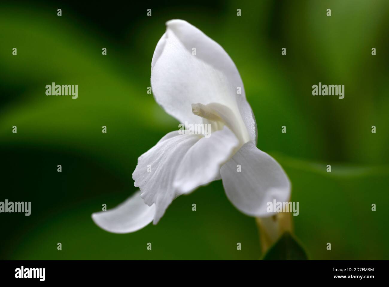 Roscoea humeana Snowy Owl,hardy ginger,white flowers,white flower,flower,flowering,hardy gingers,roscoeas,RM floral Stock Photo