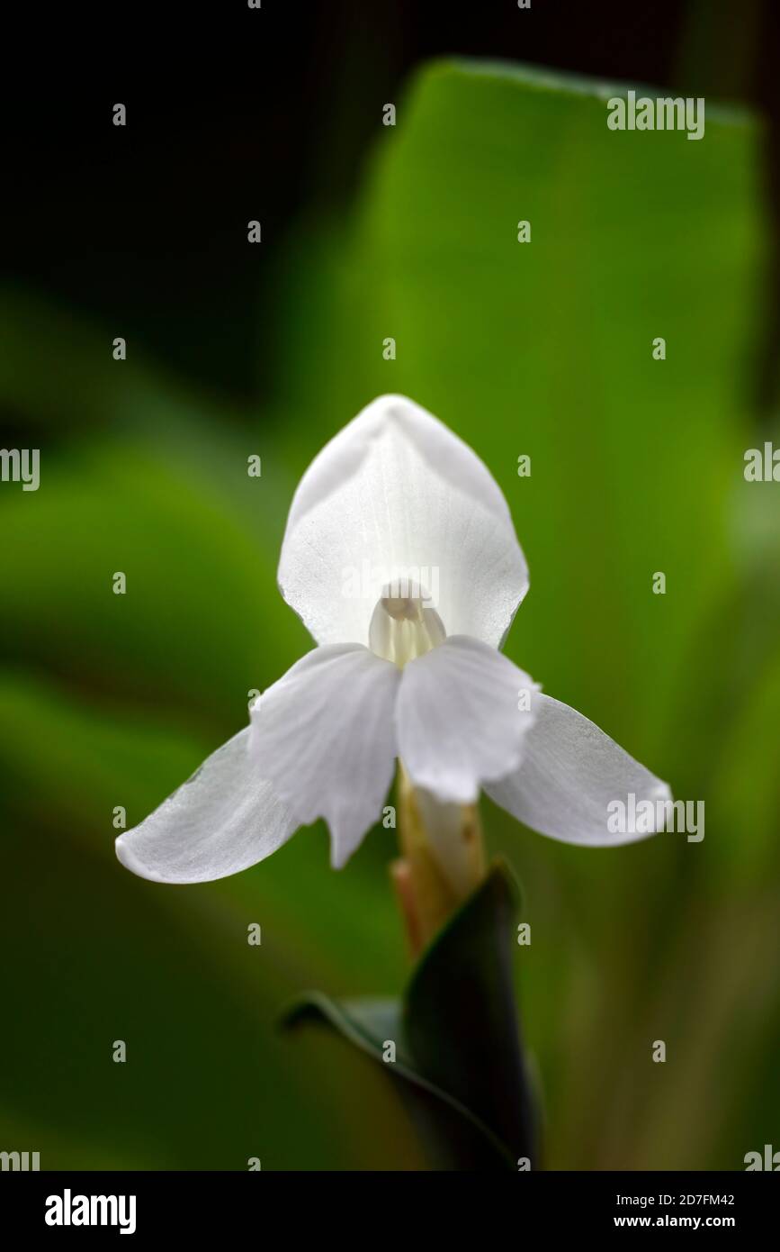 Roscoea humeana Snowy Owl,hardy ginger,white flowers,white flower,flower,flowering,hardy gingers,roscoeas,RM floral Stock Photo